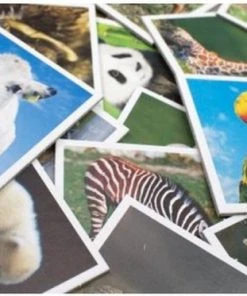 Tactic Animals Babies Memo - Kinderspel -Spellen Kast 550x373 3