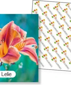Huurdies Cadeautip! Educatief Bloemen Memory Spel - Bloemen Soorten - Educatief Memory Spel - 70 Stuks - Schoencadeautjes Sinterklaas -Spellen Kast 550x386 7