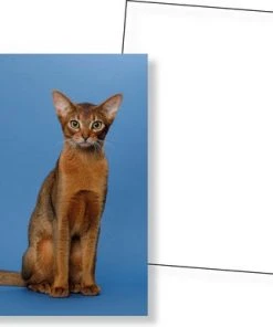 Huurdies Cadeautip! Katten Memory - Katten - Memory Spel - 70 Stuks - Schoencadeautjes Sinterklaas -Spellen Kast 550x386 9