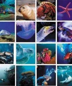 Huurdies Cadeautip! Oceaan Memory - Oceaan - Memory Spel - 70 Stuks - Schoencadeautjes Sinterklaas