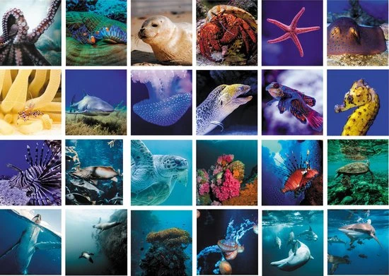 Huurdies Cadeautip! Oceaan Memory - Oceaan - Memory Spel - 70 Stuks - Schoencadeautjes Sinterklaas 3 Huurdies Cadeautip! Oceaan Memory - Oceaan - Memory Spel - 70 Stuks - Schoencadeautjes Sinterklaas