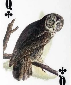 Kikkerland 3D Speelkaarten - Vogels - Kaartspel - Pokerformaat - Vogelplaatjes - Gezelschapsspel - Geschikt Voor Poker, Patience, Bridge, Blackjack, Pesten 14 Kikkerland 3D Speelkaarten - Vogels - Kaartspel - Pokerformaat - Vogelplaatjes - Gezelschapsspel - Geschikt Voor Poker, Patience, Bridge, Blackjack, Pesten -Spellen Kast 550x769 9